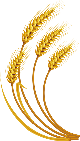 Пшеничка колосок