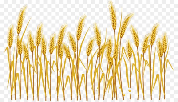 Колосья на прозрачном фоне