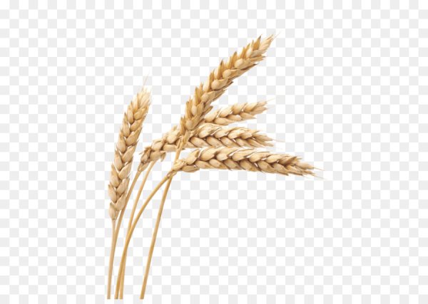 Колосья пшеницы