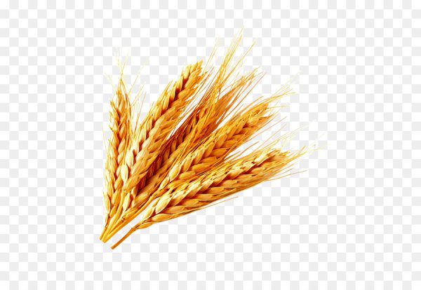 Колосья пшеницы без фона