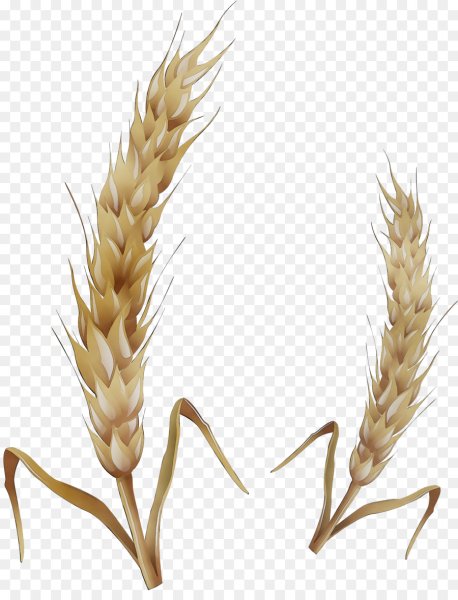 Колосок овса