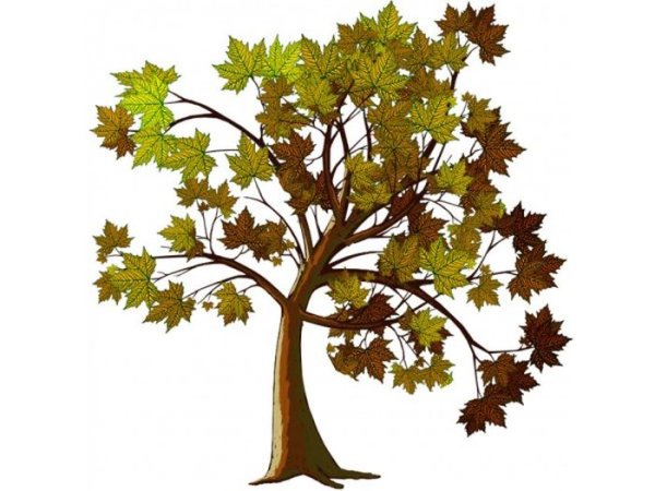 Осеннее дерево на прозрачном фоне