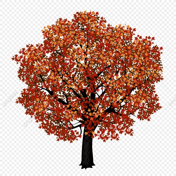 Дерево на прозрачном фоне
