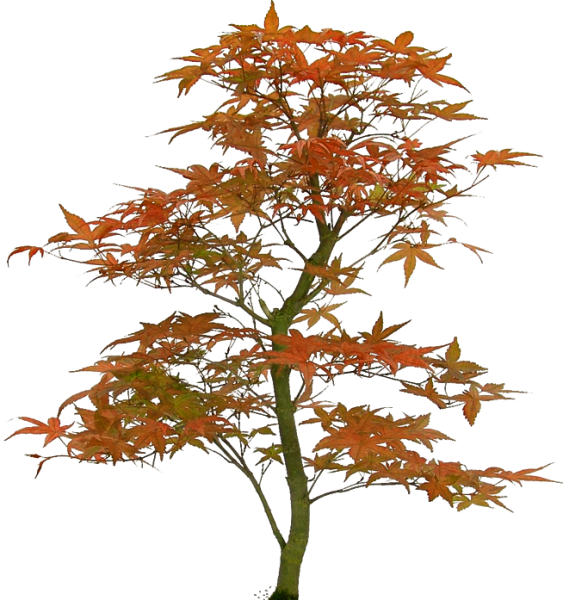 Дерево клен на белом фоне