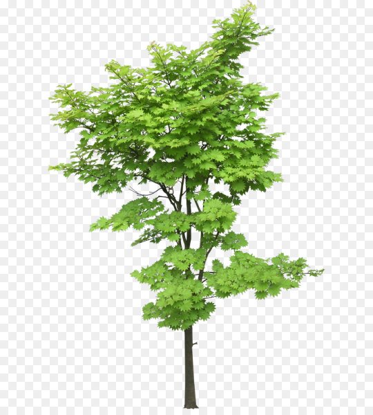 Дерево клён и его листья