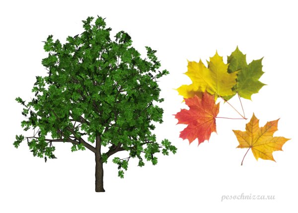 Дерево на белом фоне