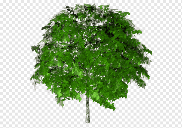 Клен Гиннала на белом фоне