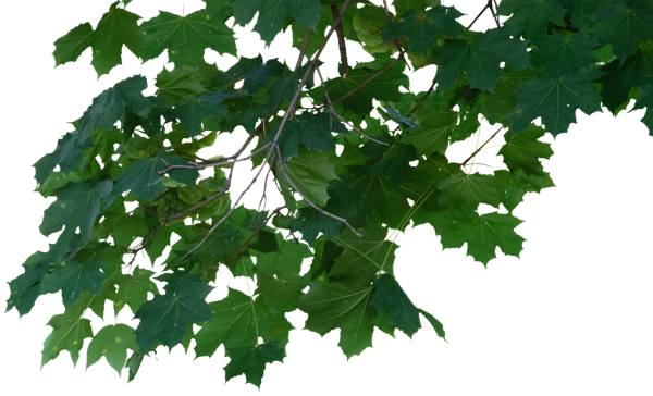 Лиственные деревья на прозрачном фоне