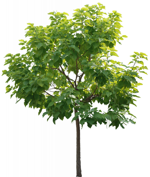 Кленовые листья на ветке