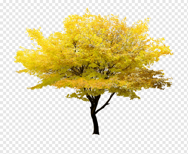Осеннее дерево на прозрачном фоне