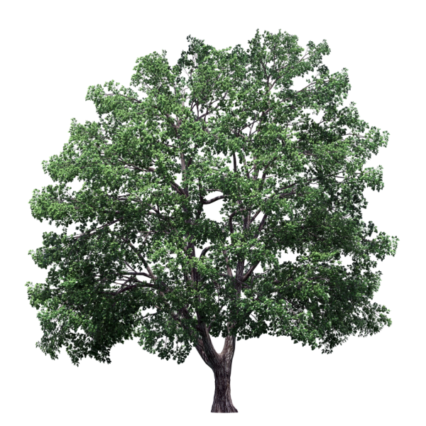 Осеннее дерево