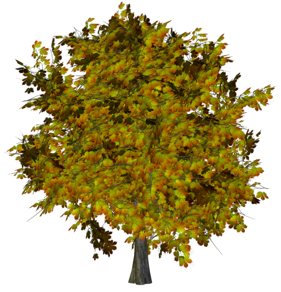 Мэйпл кленовое дерево