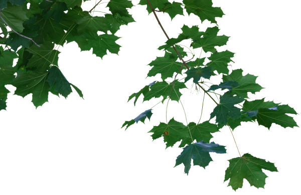 Клён остролистный