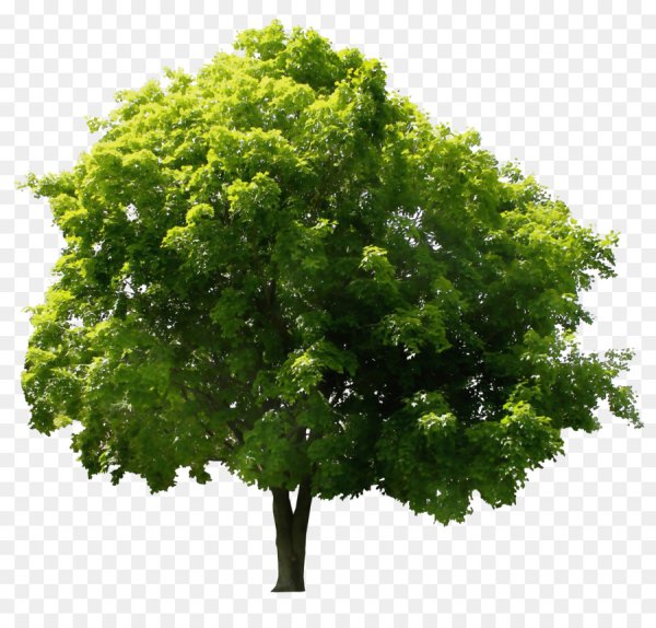 Осеннее дерево на белом фоне