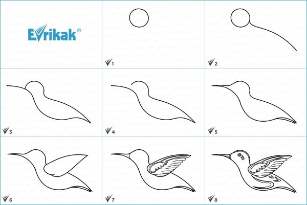 Поэтапный рисунок птицы