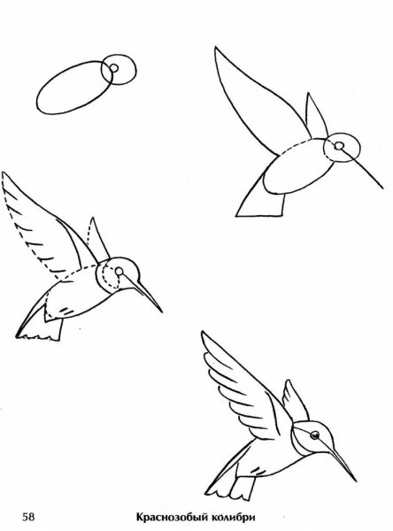 Поэтапное рисование птиц