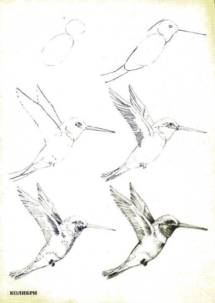 Поэтапное рисование птиц карандашом