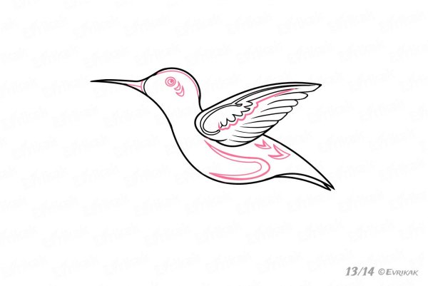 Колибри для срисовки