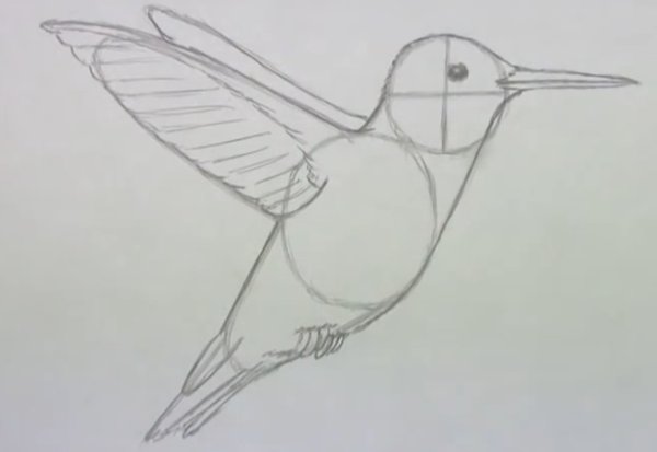 Колибри пошаговое рисование