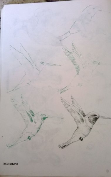 Колибри поэтапное рисование