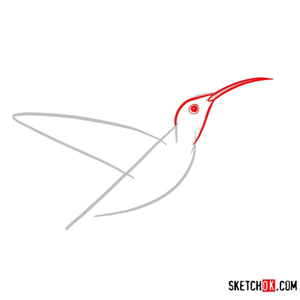 Колибри поэтапное рисование