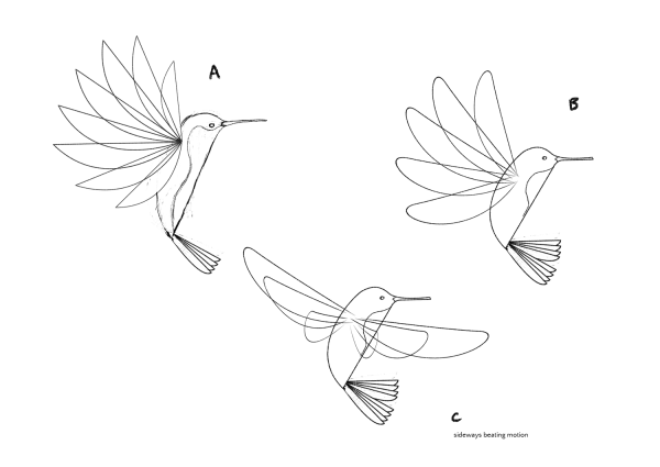 Колибри пошаговое рисование