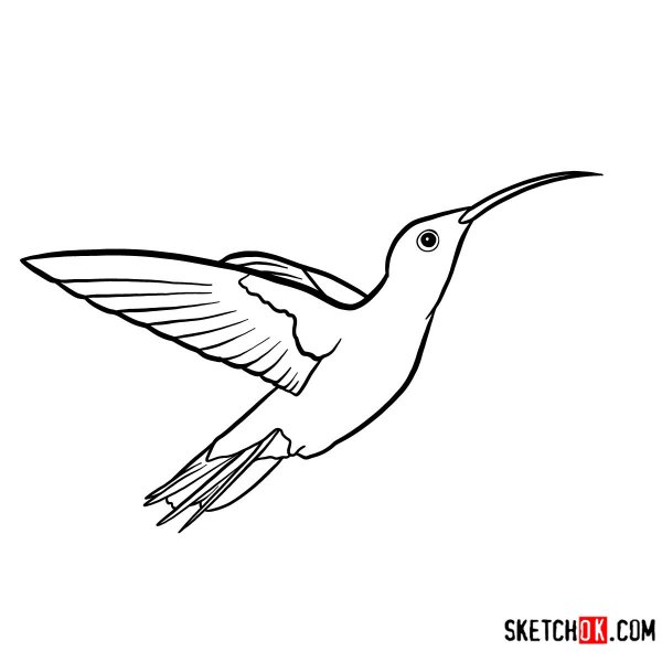 Колибри рисунок поэтапно