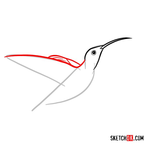 Колибри рисунок поэтапно