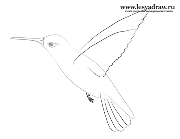Поэтапный рисунок Колибри