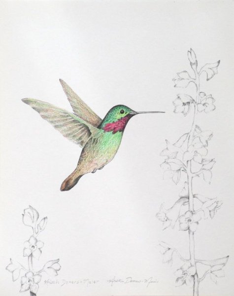 Урок рисования Колибри