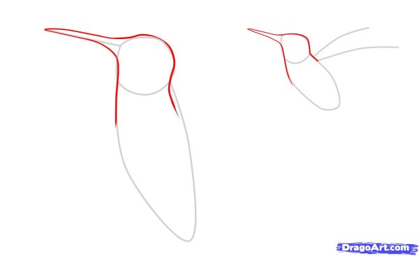 Рисуем Колибри пошагово