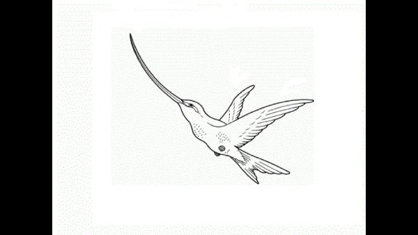 Как нарисовать Колибри пошагово