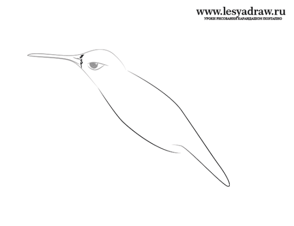 Колибри поэтапное рисование