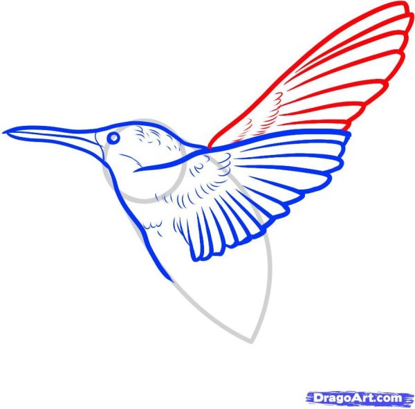 Как нарисовать Колибри строение птицы