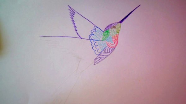 Колибри поэтапное рисование