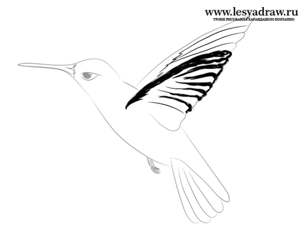 Колибри птица поэтапно