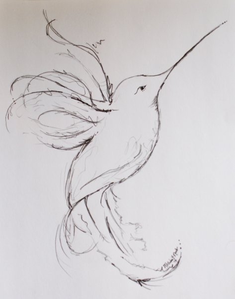 Колибри скетч карандашом