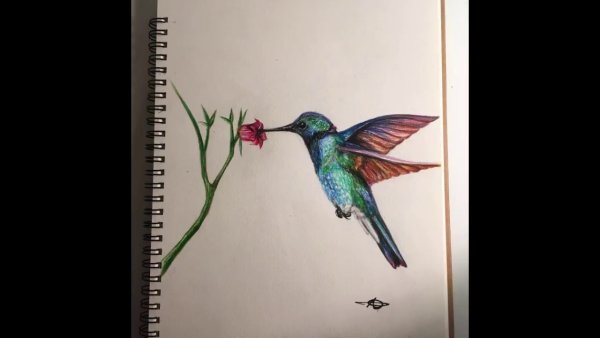 Колибри птица рисунок