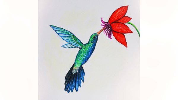Поэтапный рисунок Колибри