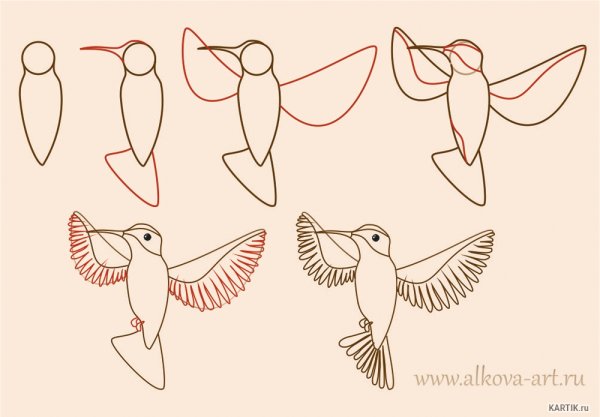 Птицы для срисовки поэтапно