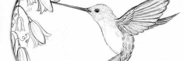 Рисунок карандашом для начинающих. Колибри