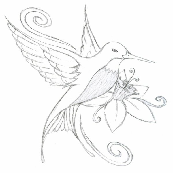 Колибри для срисовки