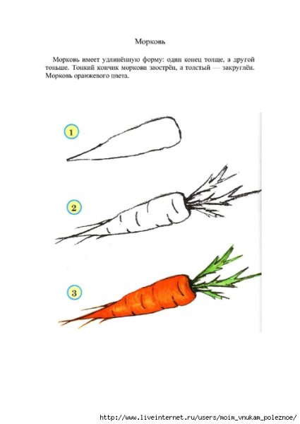 Строение моркови