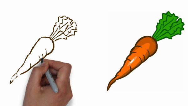 Морковка карандашом