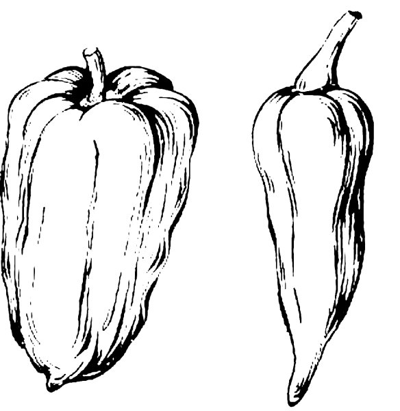 Раскраска перец болгарский