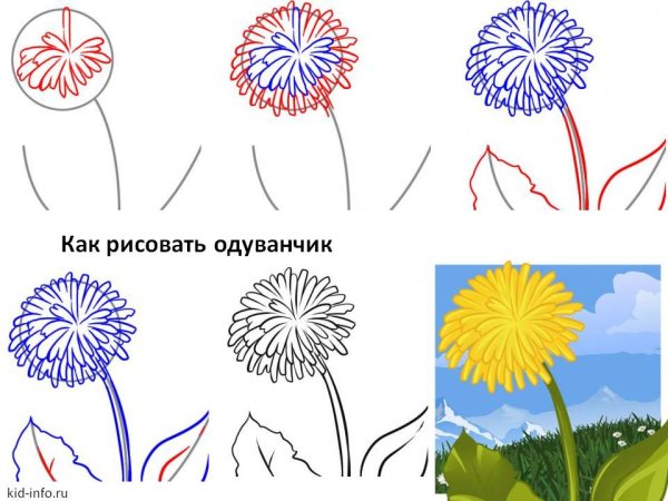 Поэтапное рисование одуванчика
