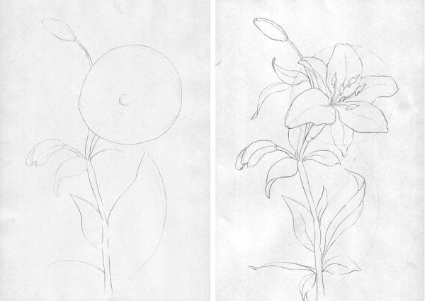 Рисунки карандашом цветы для начинающих
