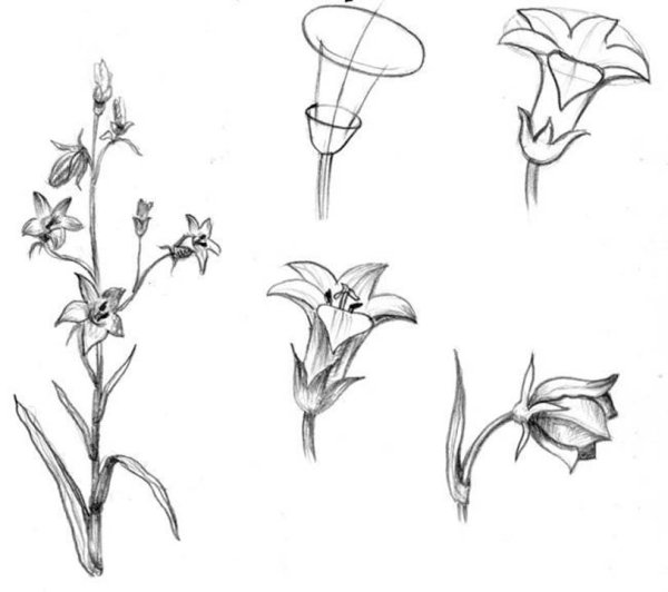 Зарисовки растительных форм