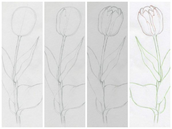 Тюльпан карандашом пошагово