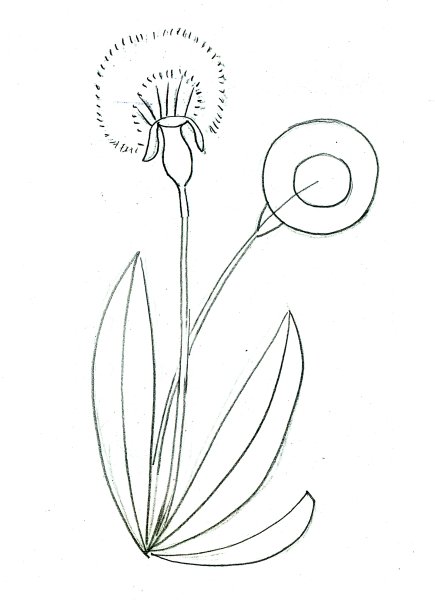 Одуванчик рисунок карандашом